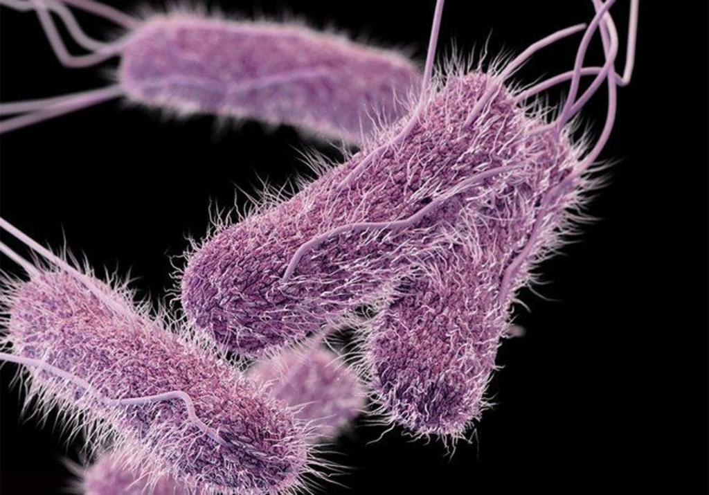 La salmonella es una bacteria que puede causar gastroenteritis en humanos y otros animales, además de graves consecuencias. (ESPECIAL)