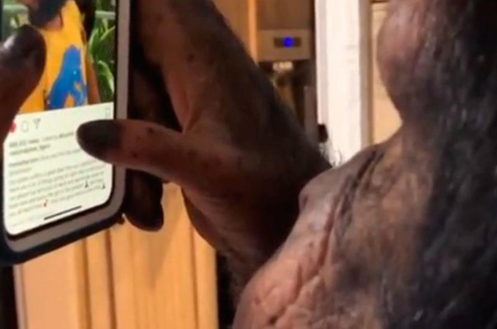 VIRAL: Chimpancé se vuelve 'adicto' a Instagram