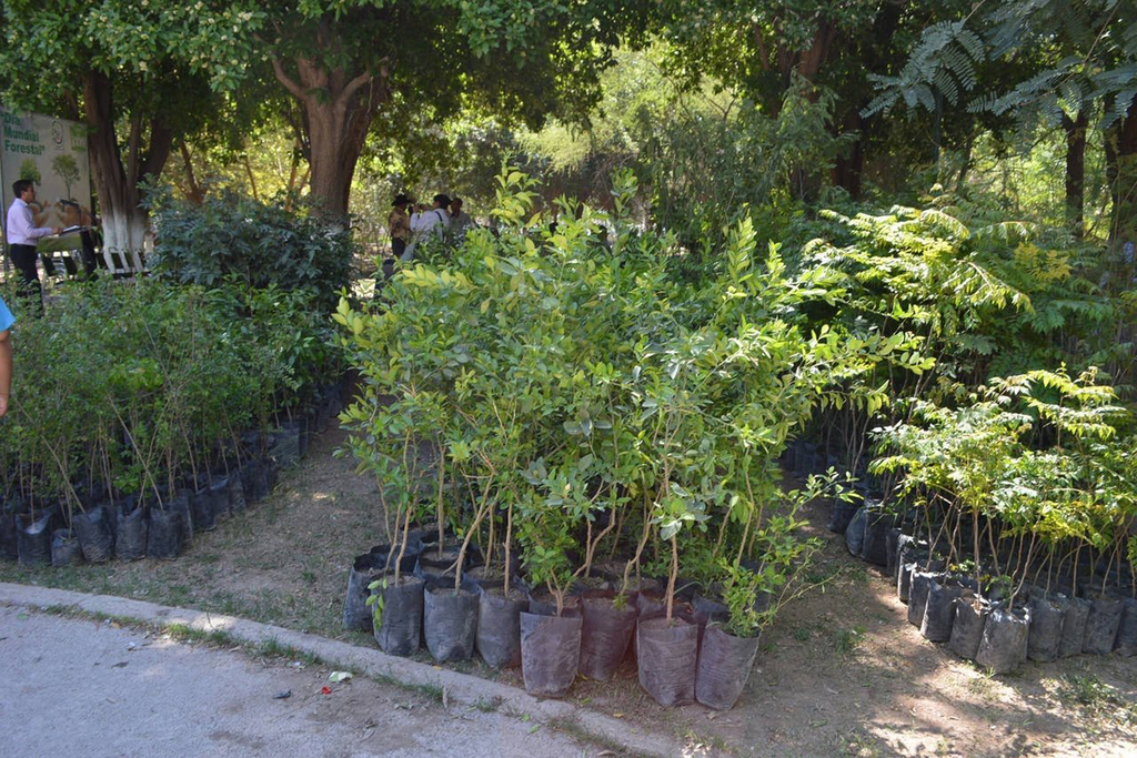Todavía quedan 15 mil árboles para donación en vivero municipal, en el parque Raymundo.