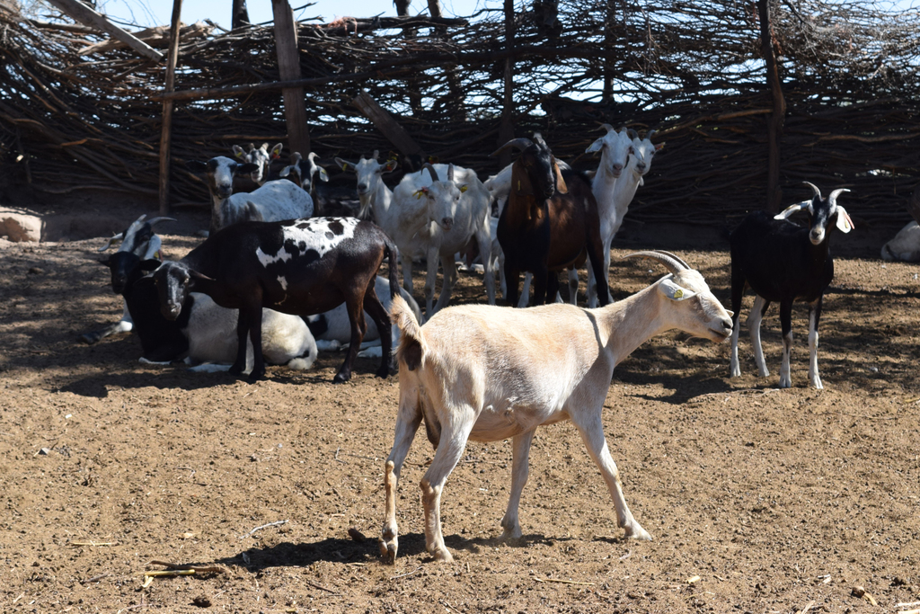 Quieren fortalecer el campo de Viesca con proyecto para familias caprinocultoras.(EL SIGLO DE TORREÓN)
