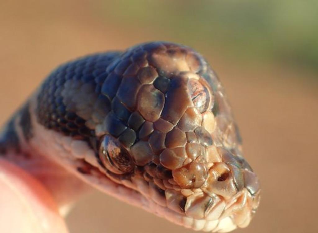 La serpiente, que era apenas una cría, murió la semana pasada. (INTERNET)