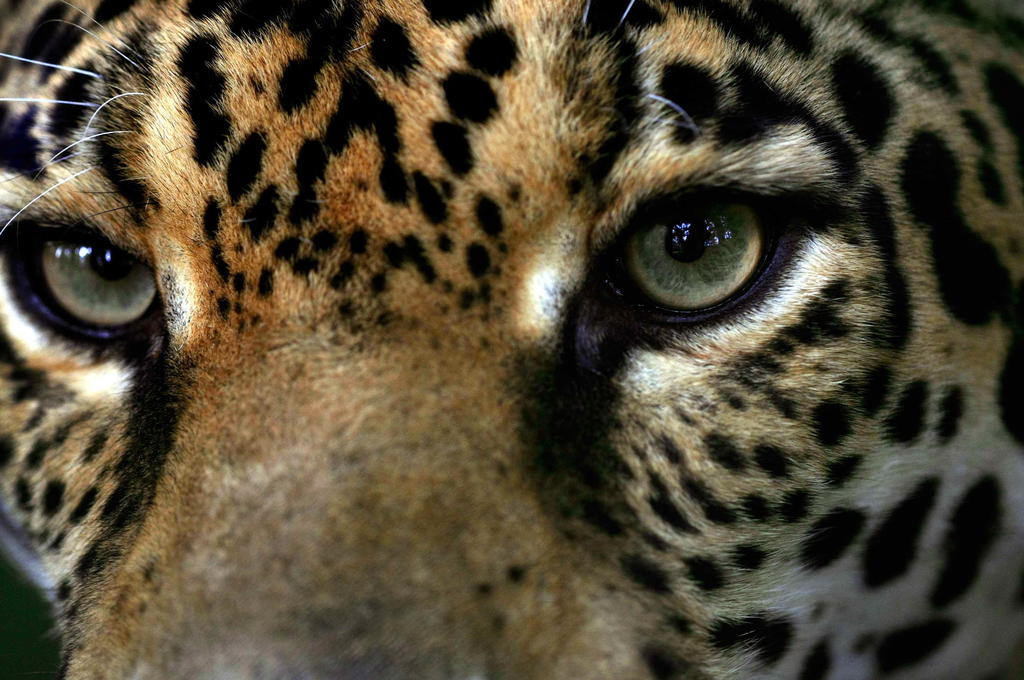 Las seis especies mencionadas son el jaguar y el tigrillo, ambos en peligro de extinción; el jaguarundi y el ocelote, amenazadas, y el puma y el lince. (ARCHIVO)