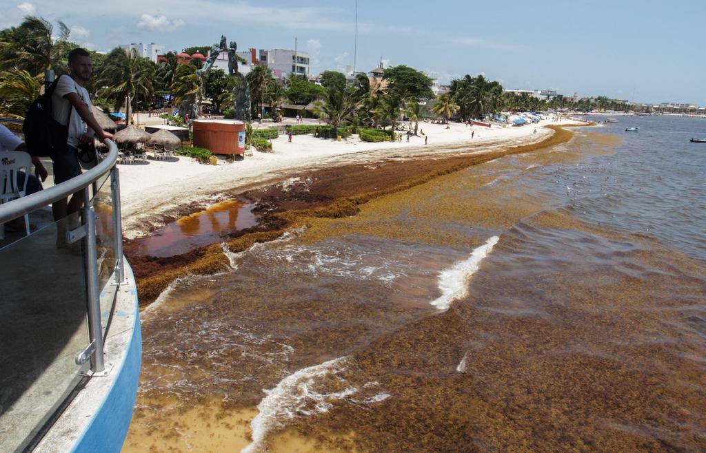 Una importante masa de esta macroalga ya ha afectado a otras playas como Akumal, Chemuyil, Caleta Tankah, Tulsayab y Tulum, en la Riviera Maya.(EFE)
