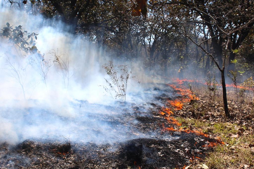 Para evitar daños en la salud de los estudiantes, este lunes fueron suspendidas las clases en municipios del distrito de Putla, de la Sierra Sur, y en la Mixteca de Oaxaca, debido a las afectaciones que han dejado los incendios forestales en el estado. (TWITTER)
