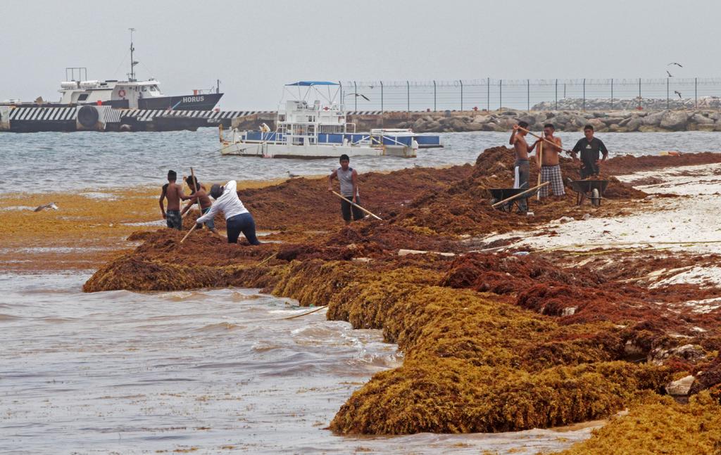 De acuerdo con López Obrador, la Secretaría de Marina liderará la estrategia en contra del alga que afecta la península de Yucatán. (ARCHIVO)