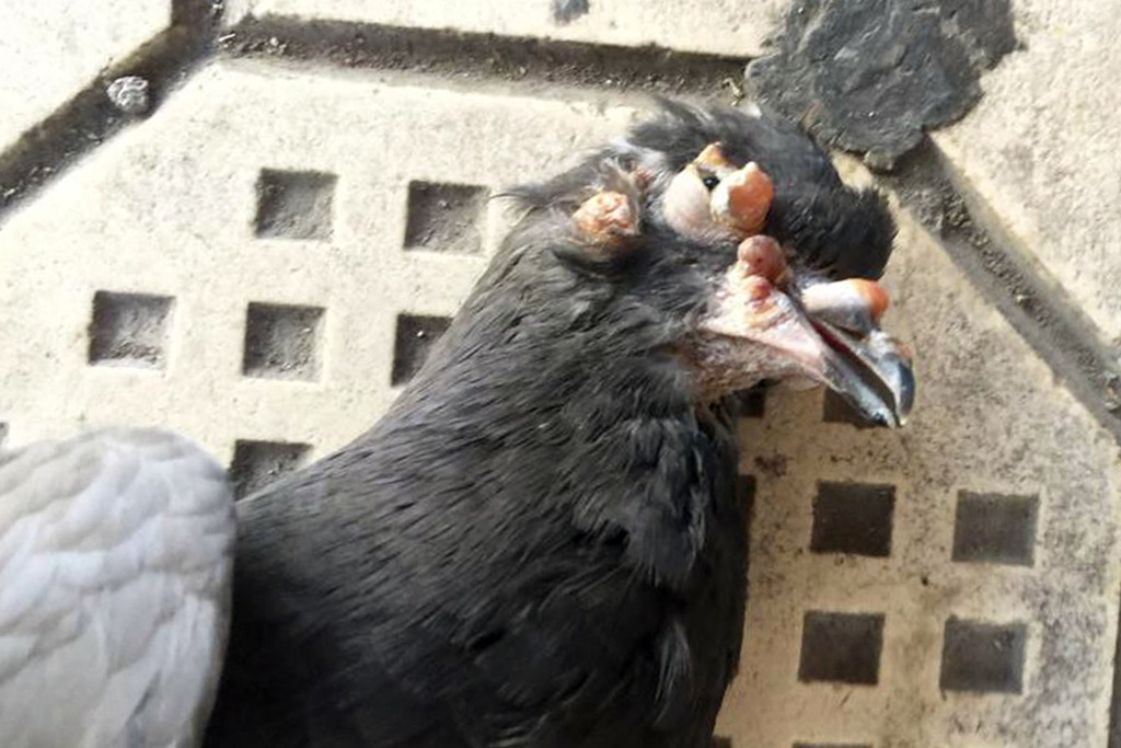 Detectan autoridades municipales de Torreón casos de posible viruela aviar, principalmente en palomas comunes. (CORTESÍA)