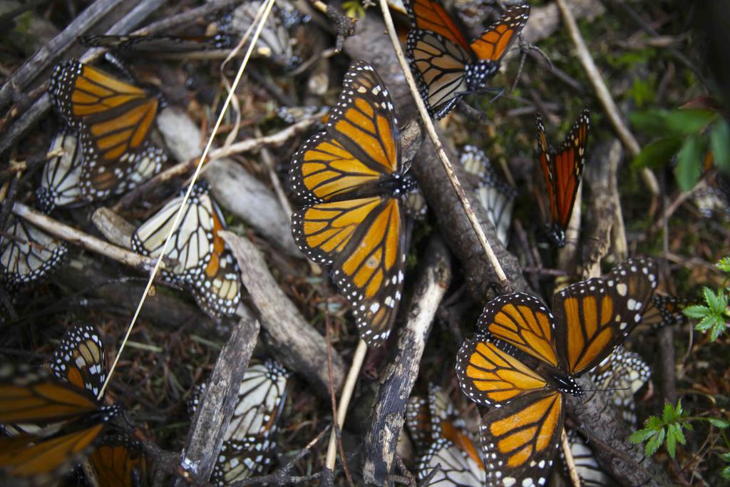 Se ha alcanzado la meta de seis hectáreas de ocupación de las colonias de mariposa monarca propuesta al 2020. (ARCHIVO)