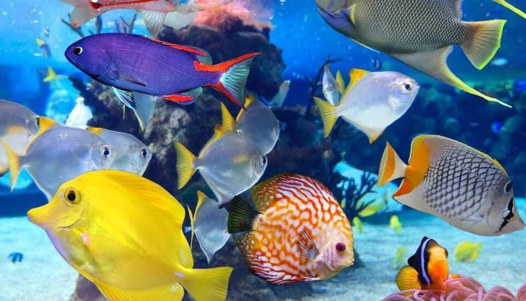 Descubren mecanismo en peces para ver en profundidades del océano
