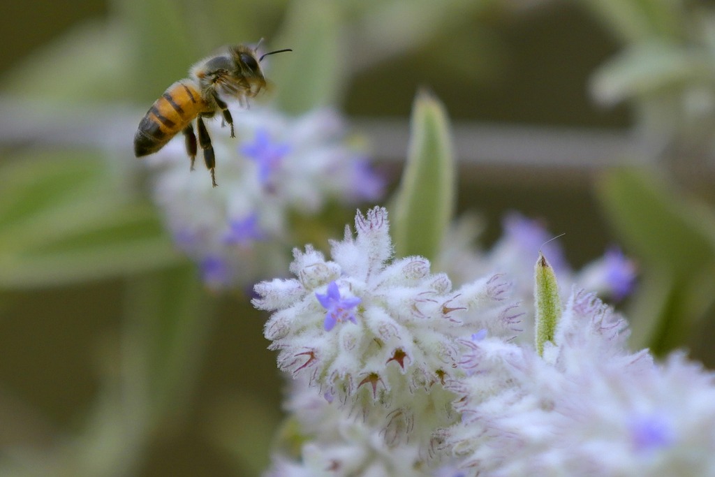 Tener macetas con flores en el jardín ayudará a que abejas puedan alimentarse y sobrevivan. (AGENCIAS)