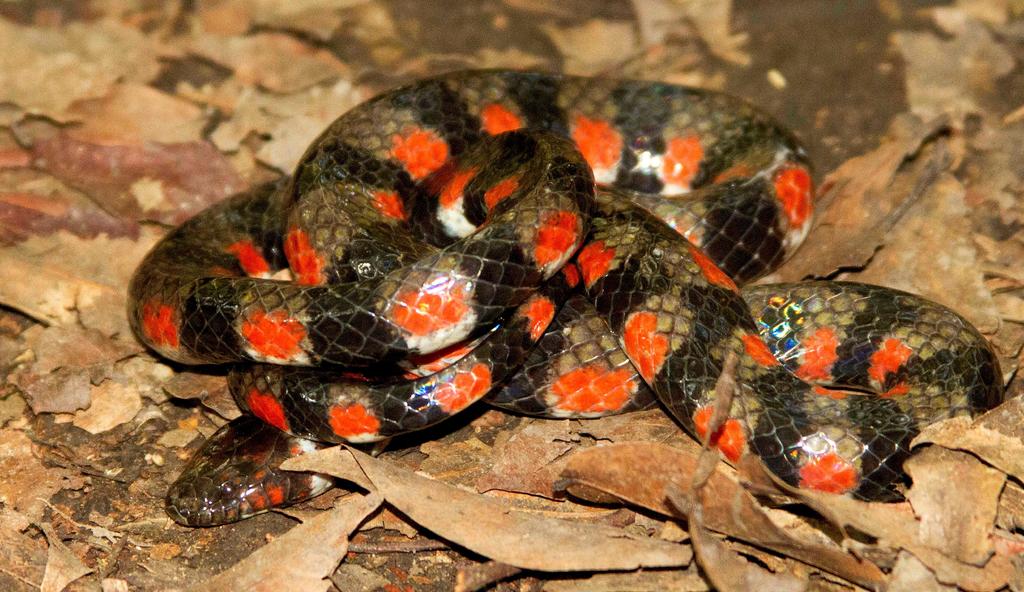 Inédito registro de serpiente de agua en parque de Amazonía peruana