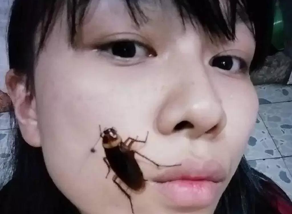 El contacto de la cucaracha con la piel en la cara puede potencialmente provocar algún efecto secundario de salud. (INTERNET)