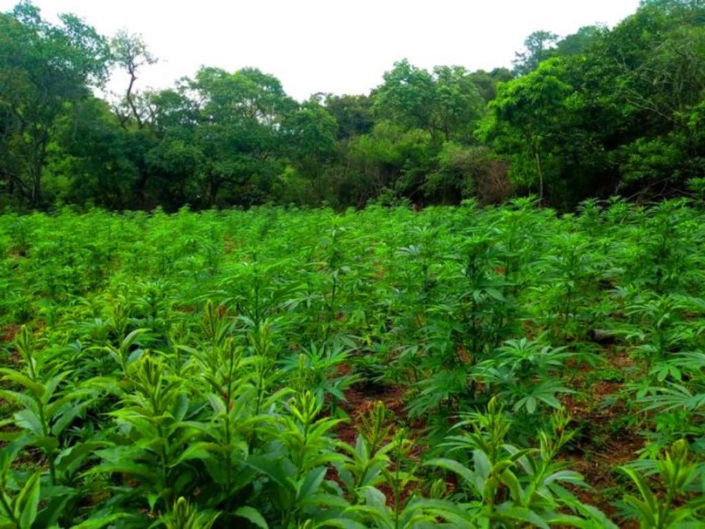 Las autoridades castrenses destruyeron por medio de incineración aproximadamente 13 mil 200 plantas de marihuana. (ARCHIVO)