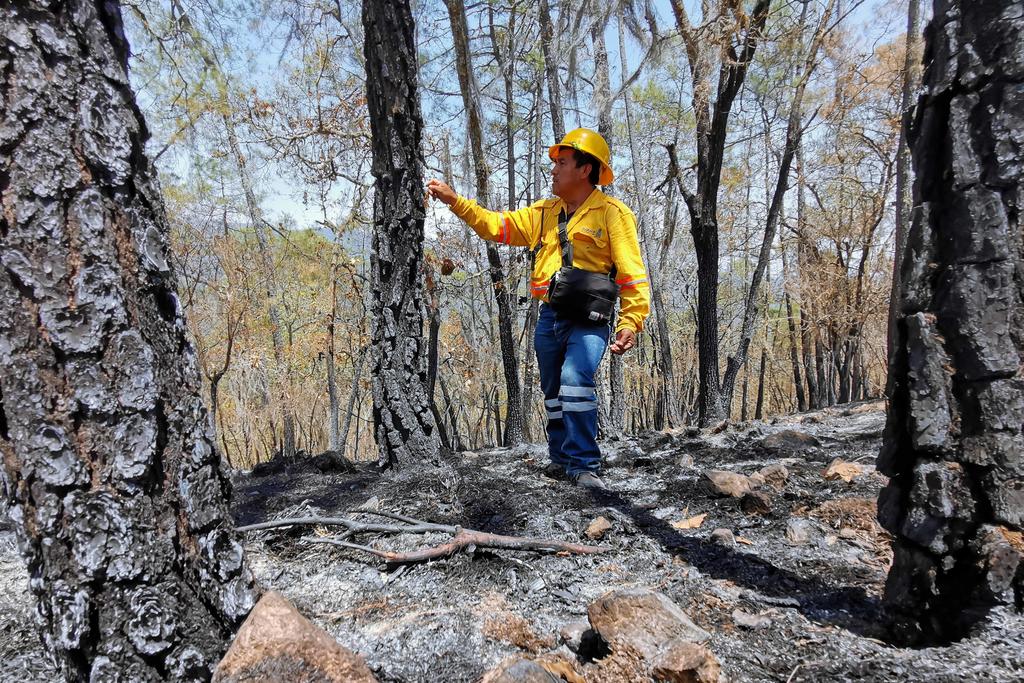 Durante esta temporada de incendios dos comuneros han muerto en Oaxaca en su intento por frenar la voracidad de las llamas. (EL UNIVERSAL)