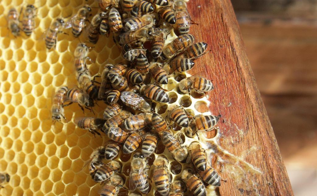 Refirió que el Día Mundial de las abejas, coincide con el cumpleaños de Anton Janša, quien en el siglo XVIII fue pionero en las técnicas modernas de apicultura en su natal Eslovenia. (ARCHIVO)