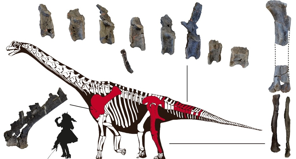 Los restos fósiles del 'Oceanotitan dantasi' pertenecían a los saurópodos, dinosaurios herbívoros de gran tamaño. (AGENCIAS)