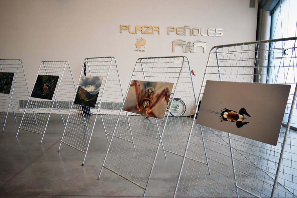 Se montó una exposición fotográfica sobre las aves en el auditorio del Museo Arocena de Torreón como parte de la presentación de la guía. (EL SIGLO DE TORREÓN)