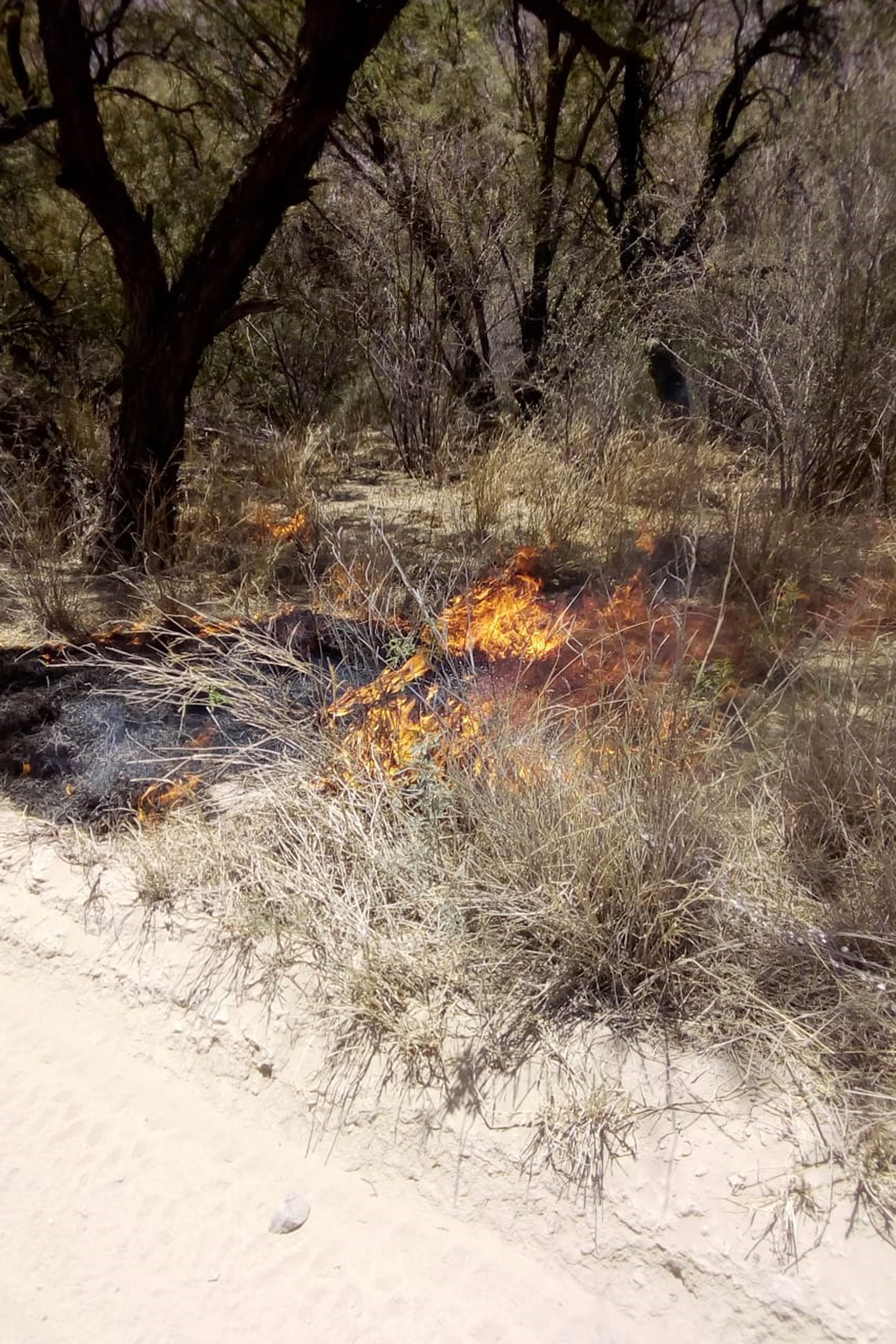 Fueron 60 árboles los que se quemaron en esta ocasión en el incendio en el área natural protegida Cañón de Fernández.