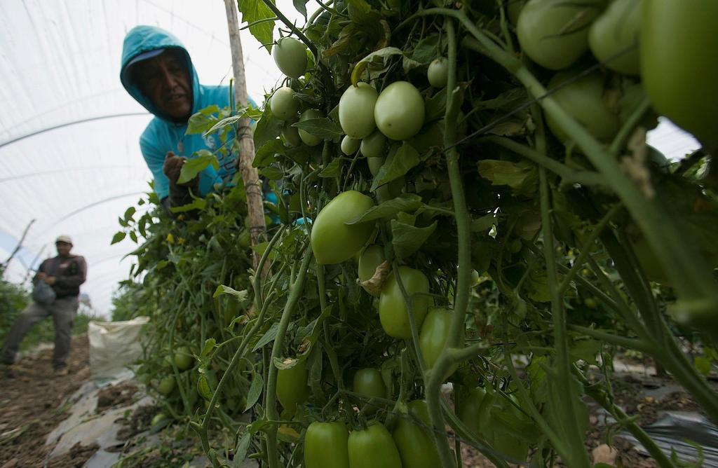 El gobierno de México manifestó su respaldo a los productores y exportadores de tomate que mantienen negociaciones con el Departamento de Comercio de Estados Unidos (DOC, por sus siglas en inglés), y confió en que se logre un buen acuerdo para ambas partes. (ARCHIVO)