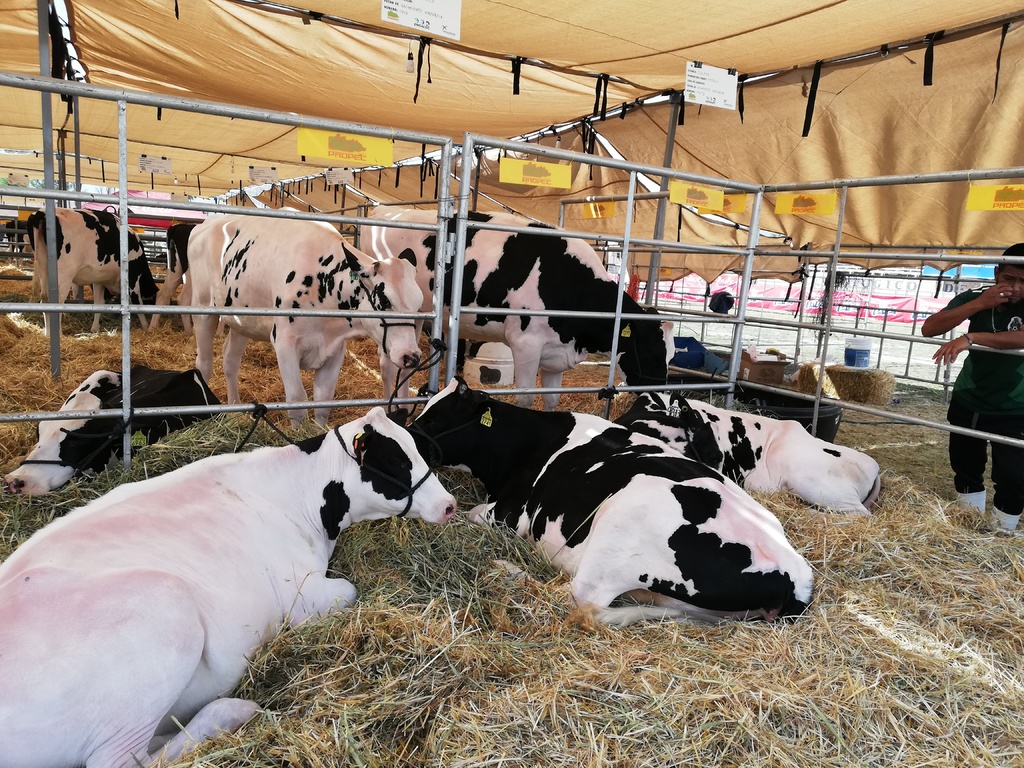 Durante el primer cuatrimestre de 2019 se registró una producción de 407 mil 070 miles de litros de leche de vaca en Durango.