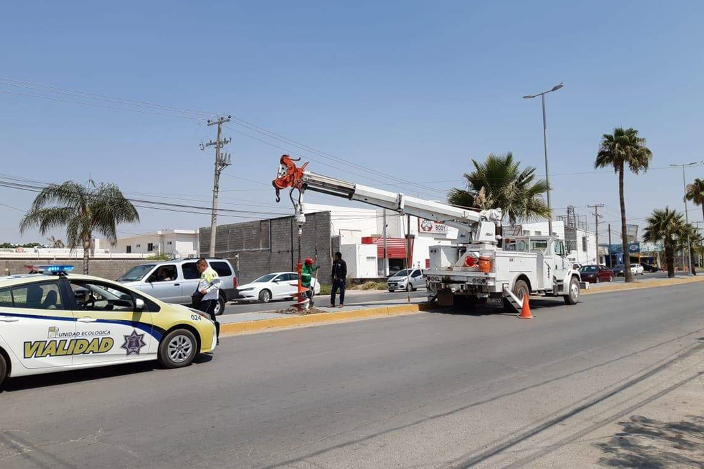 Mantienen autoridades municipales el reemplazo de palmas secas en diversas vialidades de Torreón. (ROBERTO ITURRIAGA)