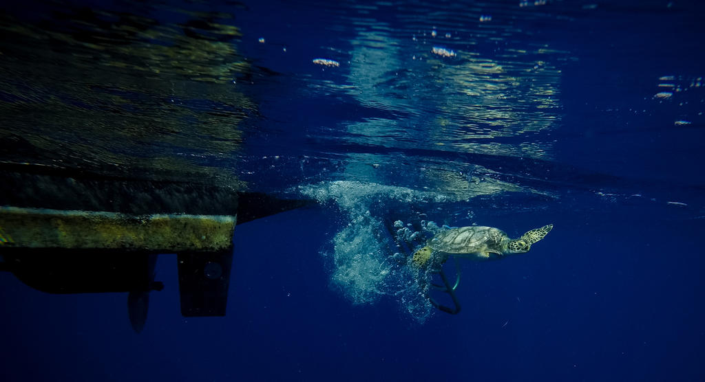 El recale de toneladas de sargazo en las costas de Quintana Roo pone en riesgo zonas de anidación de tortugas marinas en Akumal, alertó hoy la Red de Monitoreo del Sargazo Cancún. (ARCHIVO)