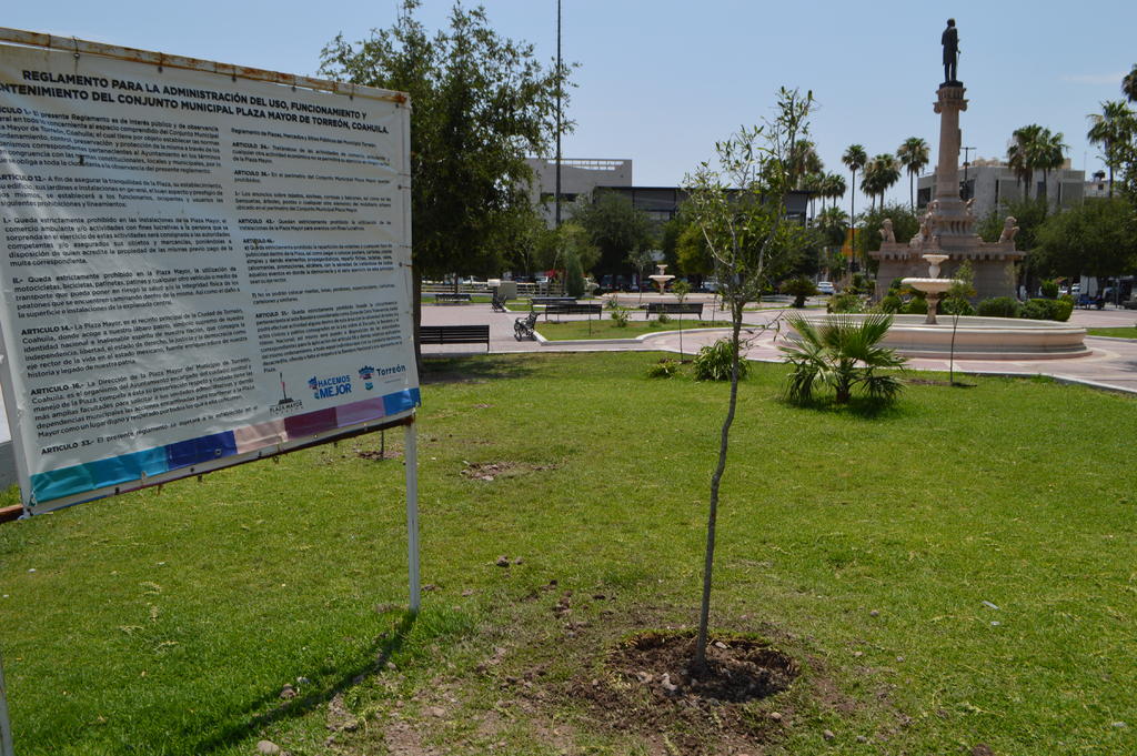 la totalidad de los árboles estará en las áreas verdes de la llamada Plazuela Juárez. (EL SIGLO DE TORREÓN)