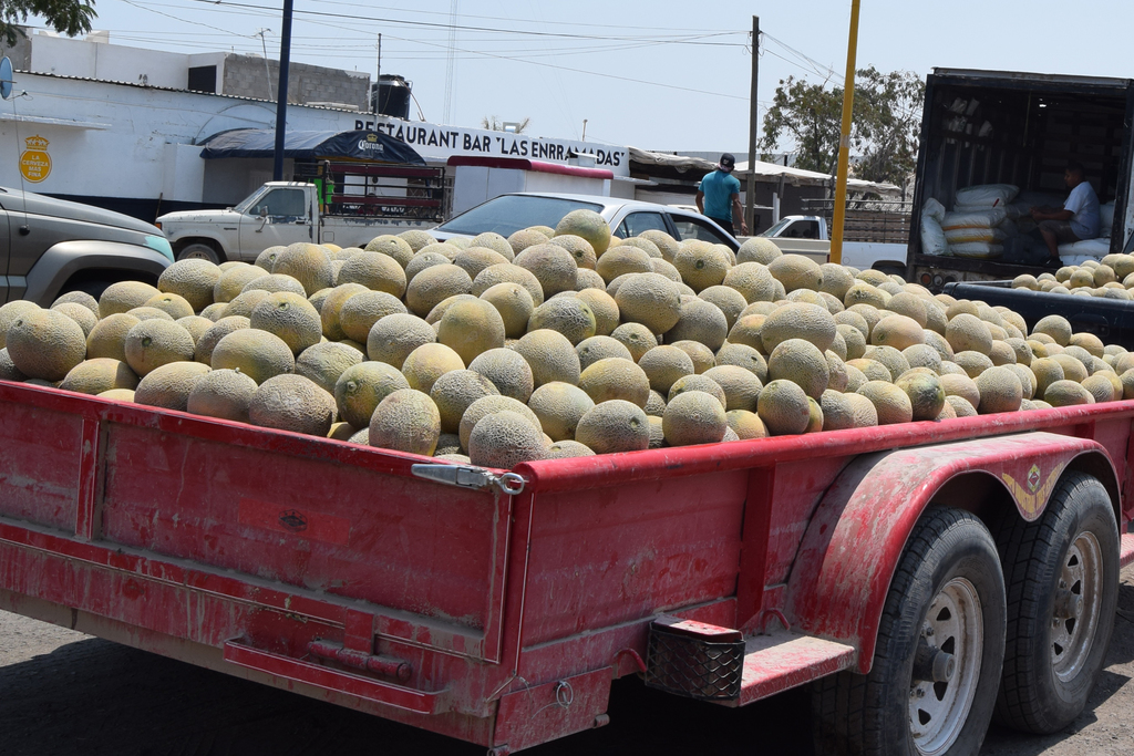 Desorganización de productores, provoca caída de precios del melón, considera Desarrollo Rural. (EL SIGLO DE TORREÓN)