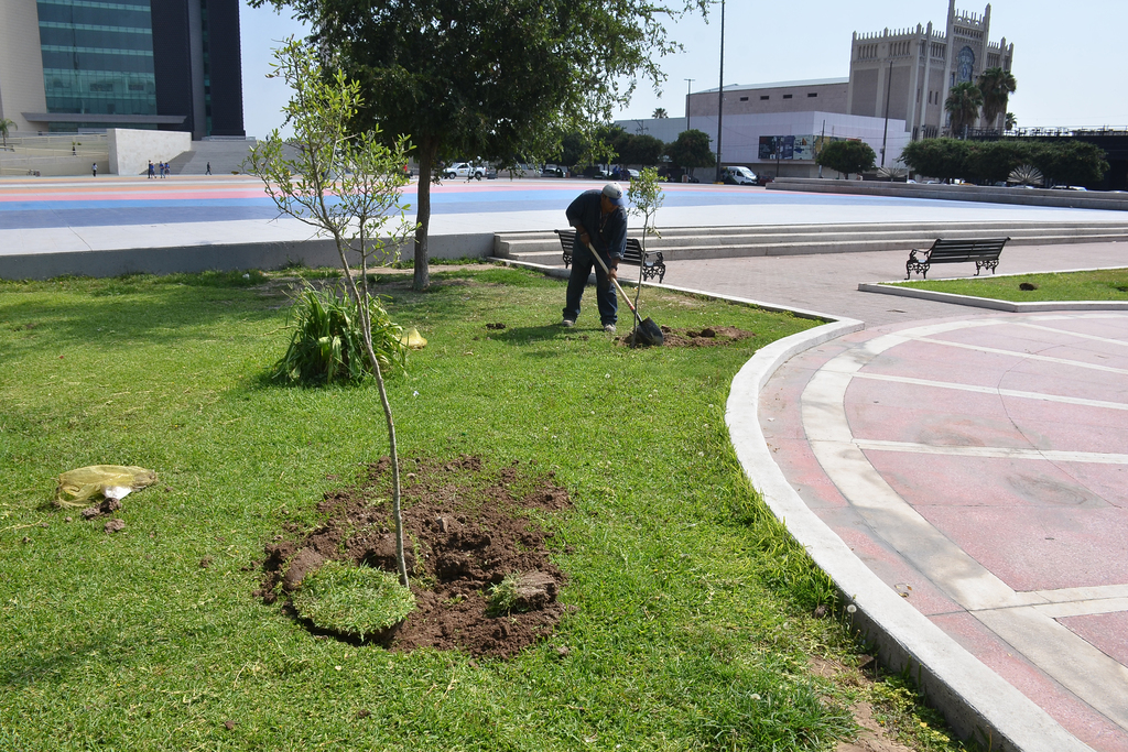 Autoridades municipales adquirieron 4 mil árboles a un costo de un millón 500 mil pesos. (FERNANDO COMPEÁN)