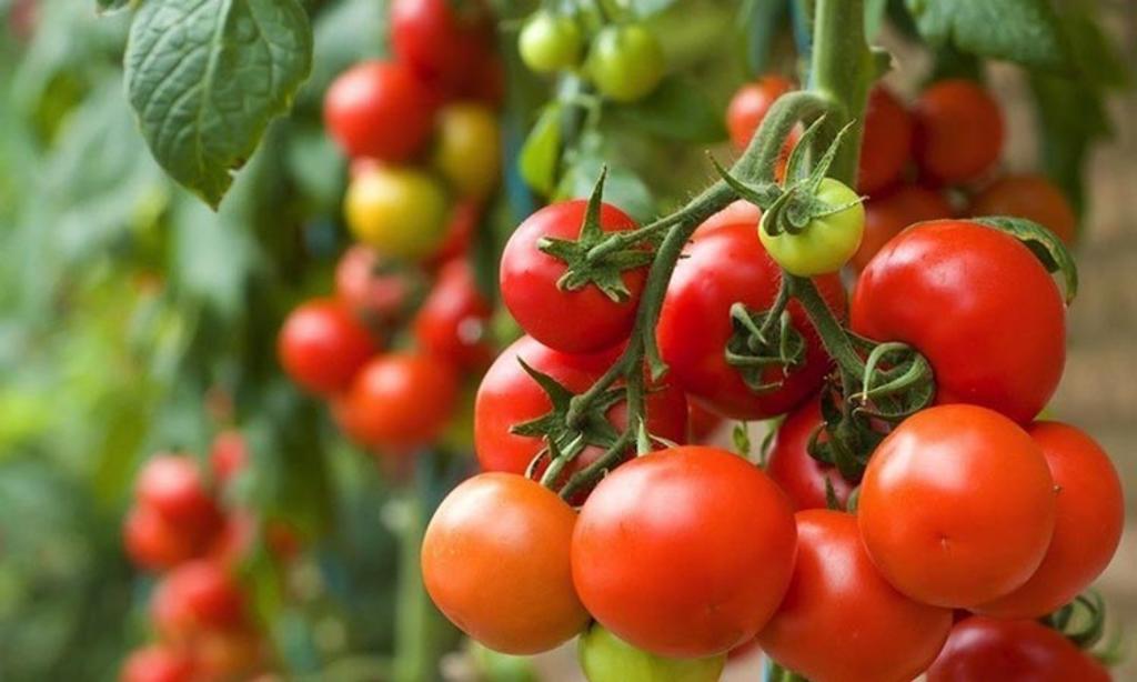 Los exportadores de tomate mexicano se enfrentan al pago del arancel del 17.5 por ciento para enviar la hortaliza al otro lado de la frontera. (ARCHIVO)