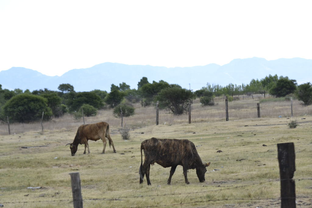 Situación En Tepehuanes, con los agostaderos prácticamente agotados, el suplemento alimenticio entregado contribuirá para que el ganado sobreviva y mantenga su peso en el estiaje.