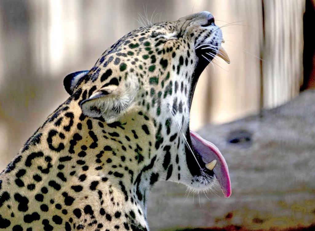 El jaguar es una de las especies en mayor peligro en México. (ARCHIVO)