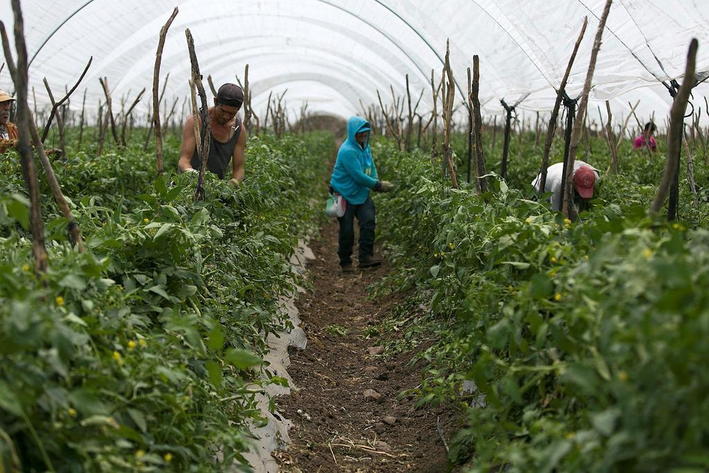 Senadores del PRI exhortaron al presidente Andrés Manuel López Obrador emprender acciones que protejan a los productores mexicanos de tomate, ante la imposición de 17.5 por ciento de gravamen que pagará México por las exportaciones a Estados Unidos. (ARCHIVO)