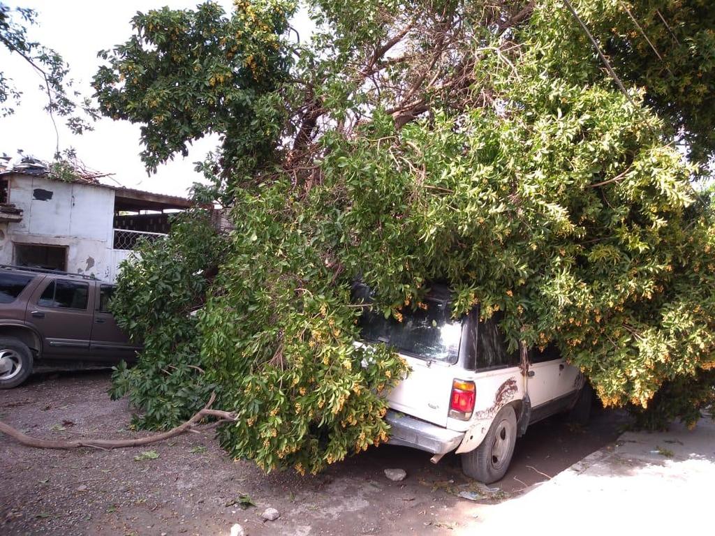 Se reportó la caída de árboles en las colonias Las Rosas, Ampliación Sacramento, Centro, Foce, Rubén Jaramillo. (EL SIGLO DE TORREÓN)