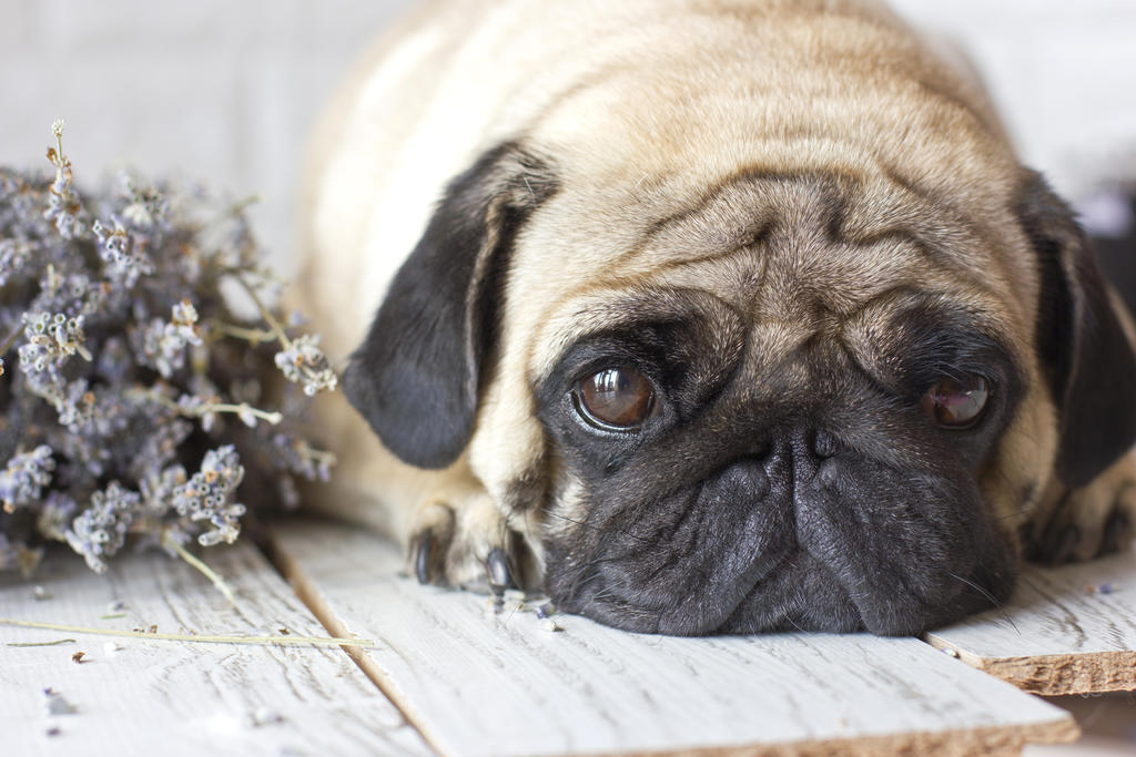 Cuando el dueño de un perro siente estrés, la mascota también se estresa, sugiere un estudio publicado el jueves en la revista especializada Scientific Reports. (ARCHIVO)
