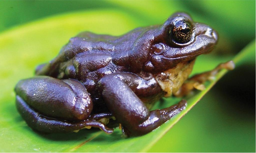 Hallan la especie más grande de rana terrestre de los Andes