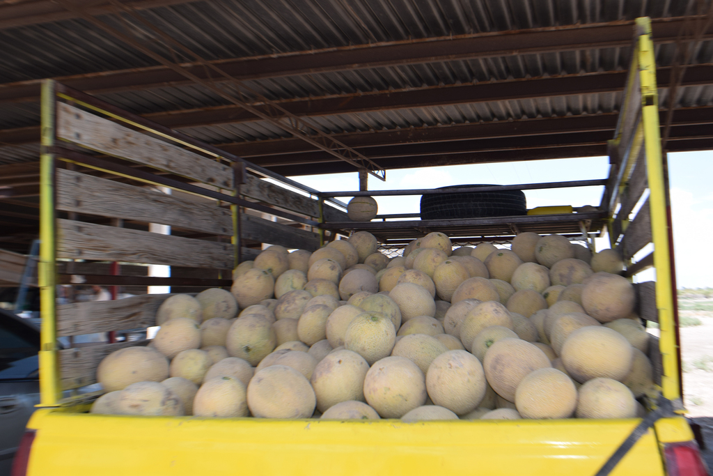 Productores de melón están innovando en la oferta del producto, le dan valor agregado. (EL SIGLO DE TORREÓN)