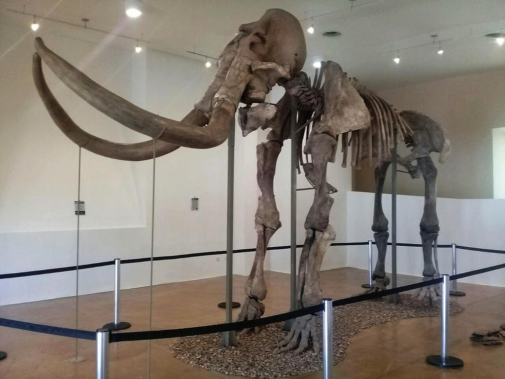 Hallan fósiles de mamut y de lobo gigante en Puebla