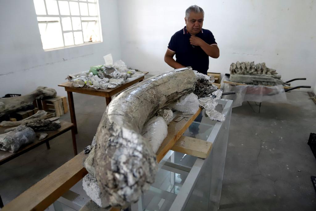 Restos fósiles de mamut, de camello y de perro lobo gigante, con antigüedad de entre 10,000 y 14,000 años, fueron hallados durante la realización de obras en un terreno privado en el central estado mexicano de Puebla. (EFE)
