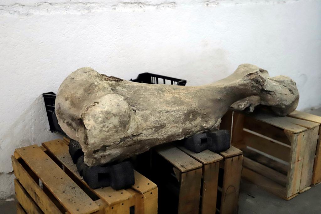 Hallan fósiles animales de entre 10,000 y 14,000 años en México