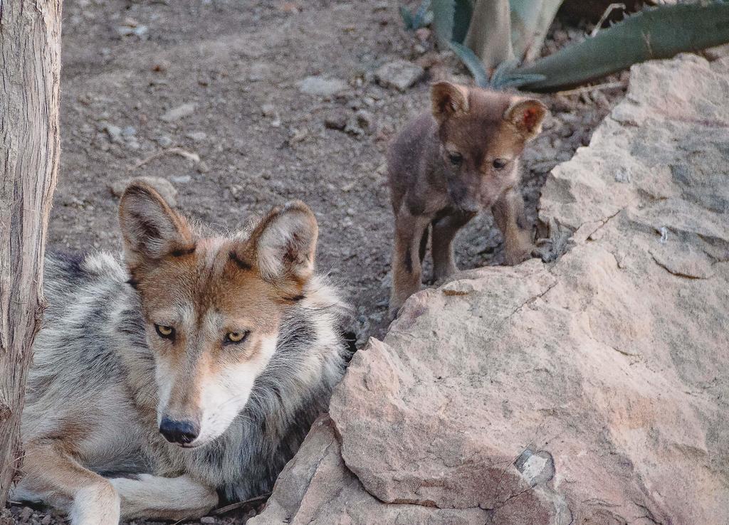 Nace cuarta camada de lobo mexicano en Museo del Desierto