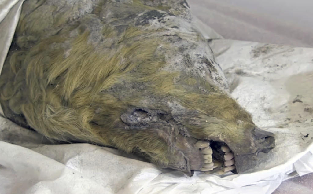Los científicos rusos encontraron la cabeza de un lobo de la Era del Hielo, con todo y pelaje, preservada en el permafrost siberiano. (AP)
