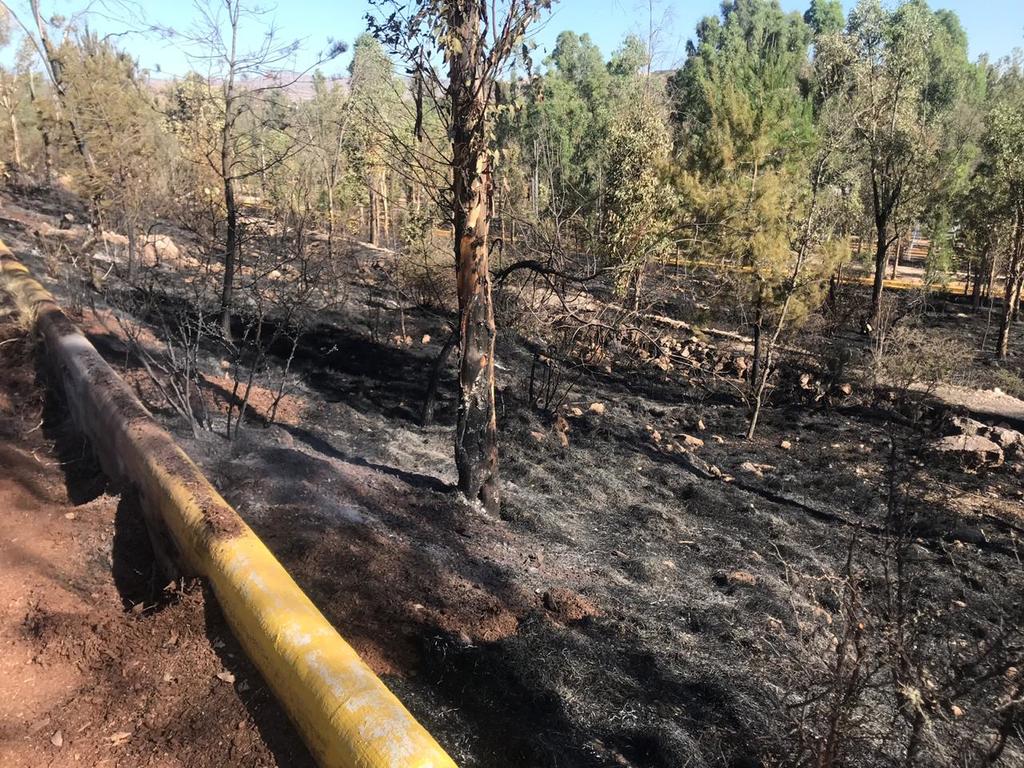 Parque. Se habla de aproximadamente 50 árboles quemados.