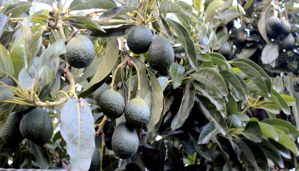 En Michoacán el Gobierno del Estado implementa operativos para evitar el robo de la fruta tan cotizada en Estados Unidos.