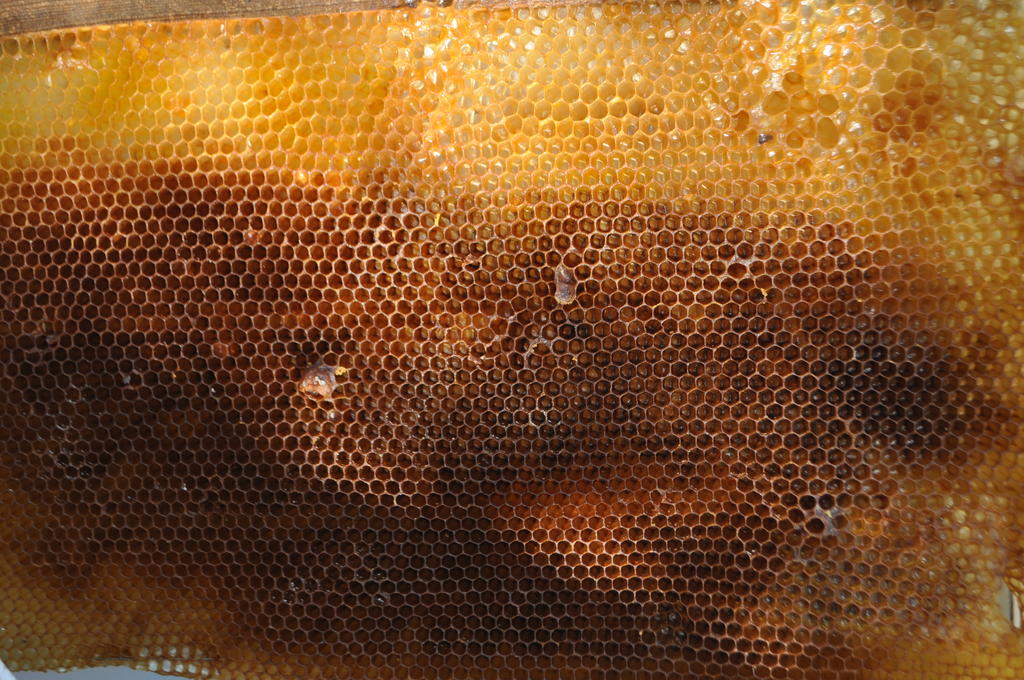 La cera estampada es una lámina de cera en la cual están impresos los hexágonos a partir de los cuales la abeja construirá las celdas que utilizará para cría o para depósito de miel y polen.