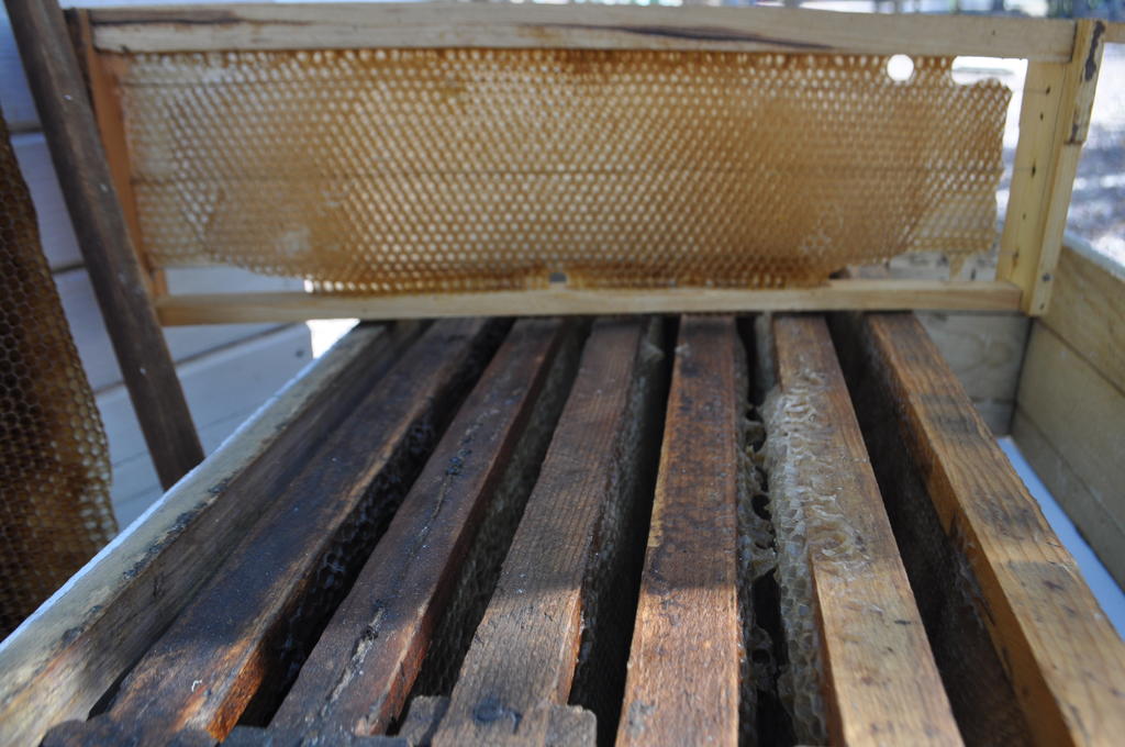 Bajo la rejilla, un tamiz horizontal con mallas deja pasar el polen al cajón colector que lo recoge, el apicultor recolecta periódicamente el contenido del cajón.