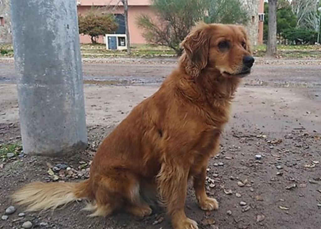 Perro lleva un año esperando afuera de donde está detenido su dueño