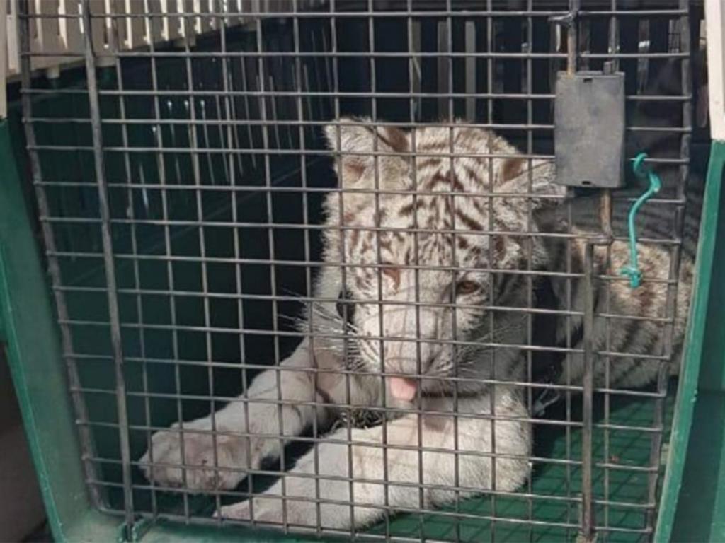 El cachorro de tigre blanco con rayas negras, quedó bajo resguardo de la Unidad de Manejo Ambiental (UMA) en Xalapa, informó en un comunicado, la Fiscalía General de la República.
(ESPECIAL)