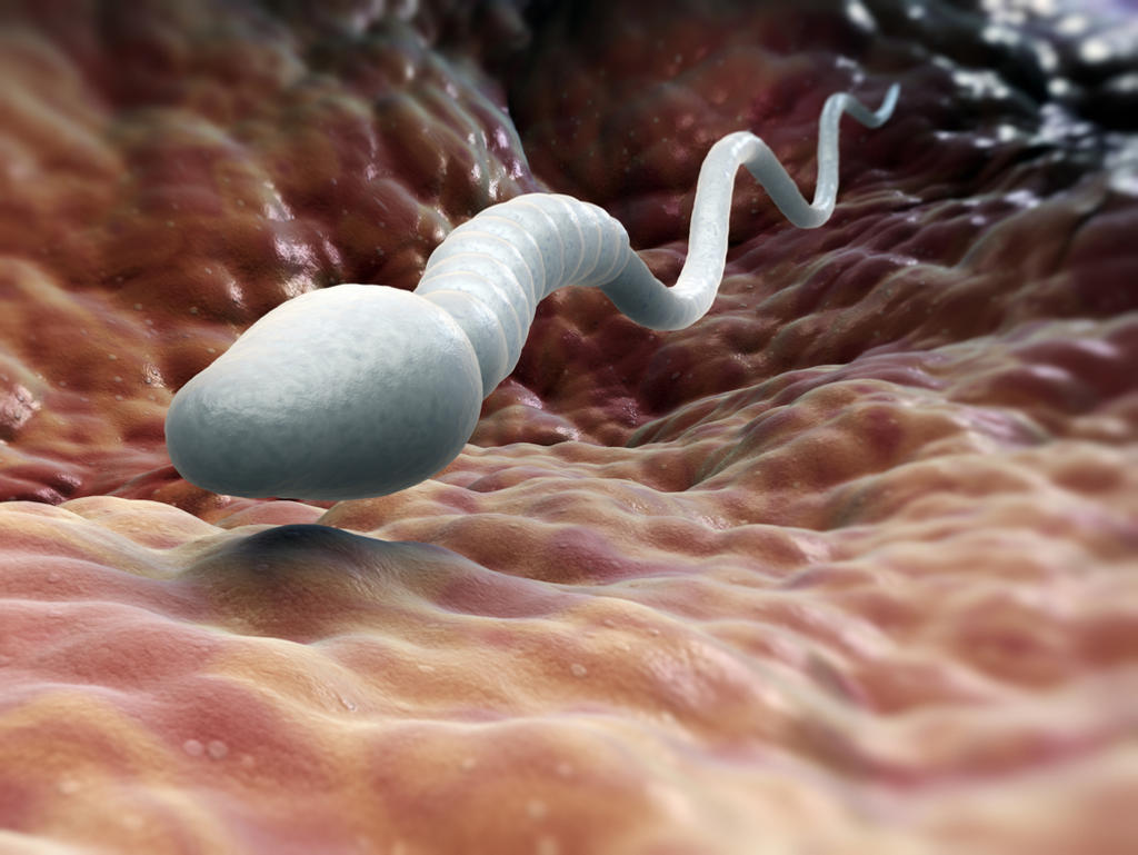 El trabajo ha demostrado que existe una relación entre las alteraciones en distintas proteínas del esperma y los fallos de fecundación. (ARCHIVO)