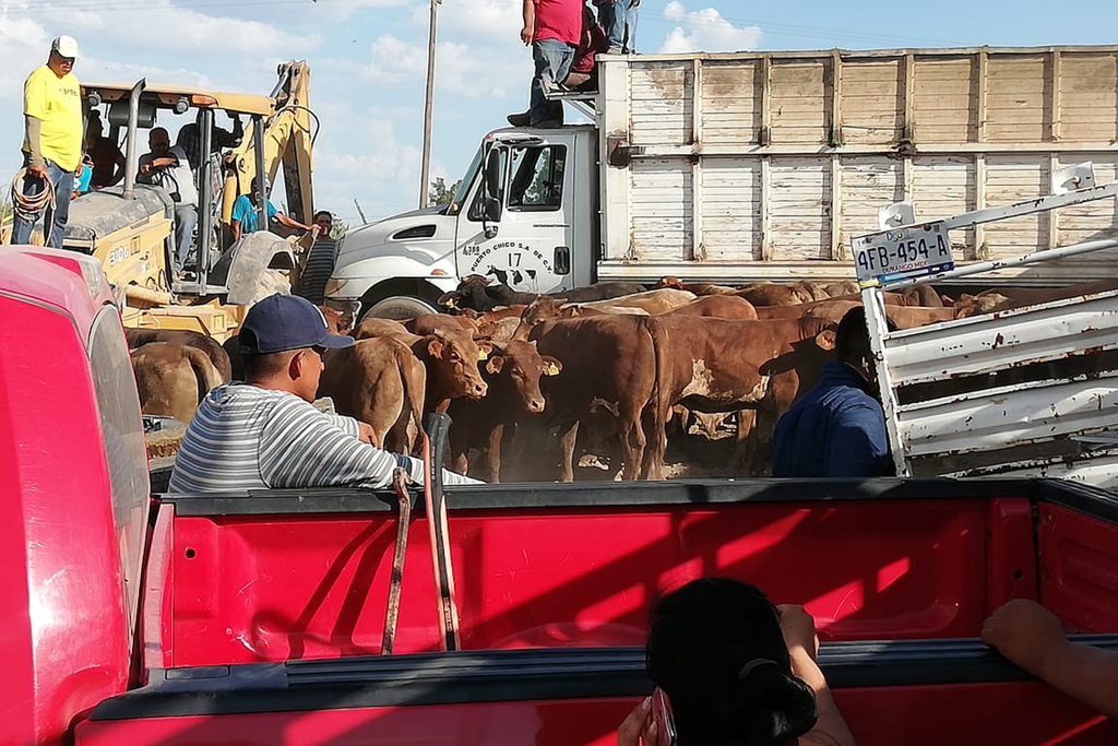 Vuelca unidad que transportaba 80 cabezas de ganado. (EL SIGLO DE TORREÓN)