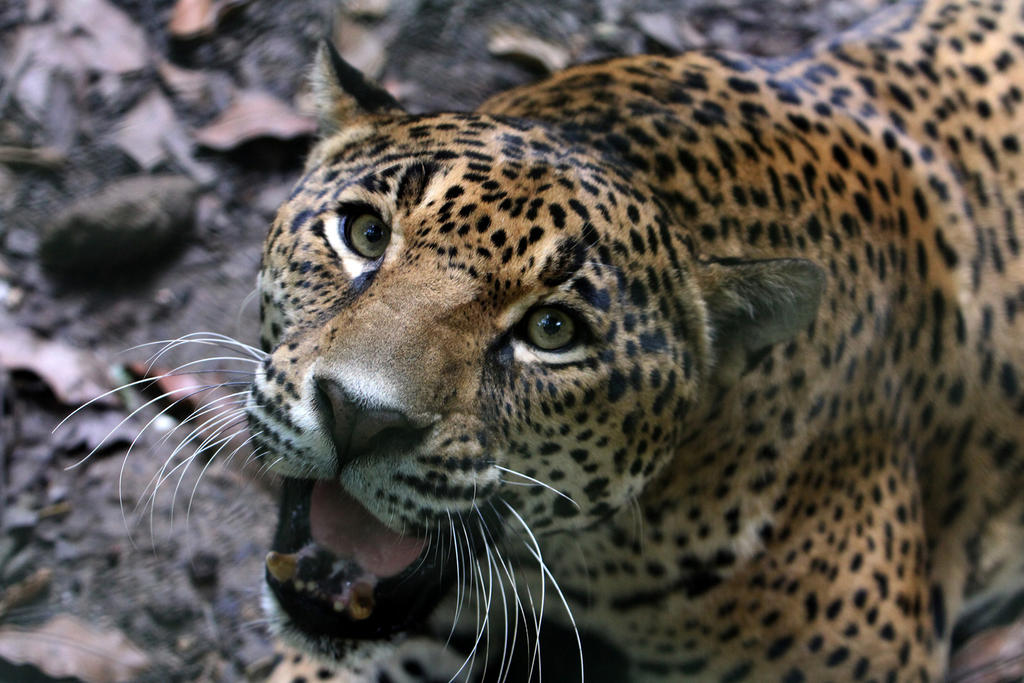 El jaguar, felino icónico de América, es una especie clasificada internacionalmente como casi amenazada, pero a pesar de los crecientes problemas que enfrenta como la pérdida de su hábitat y la cacería ilegal, en México ha aumentado su población en los últimos años. (ARCHIVO)
